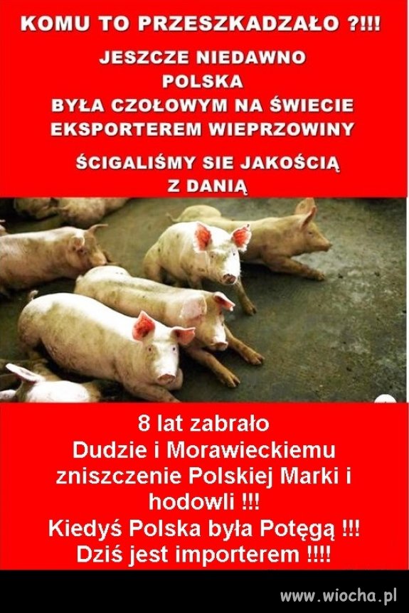 Świnki to inteligentne zwierzaki. PiSiaki się bali