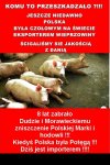 Świnki to inteligentne zwierzaki. PiSiaki się bali