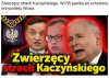 Za Wosiem pójdą inni...to jaskółka która czyni wiosnę!
