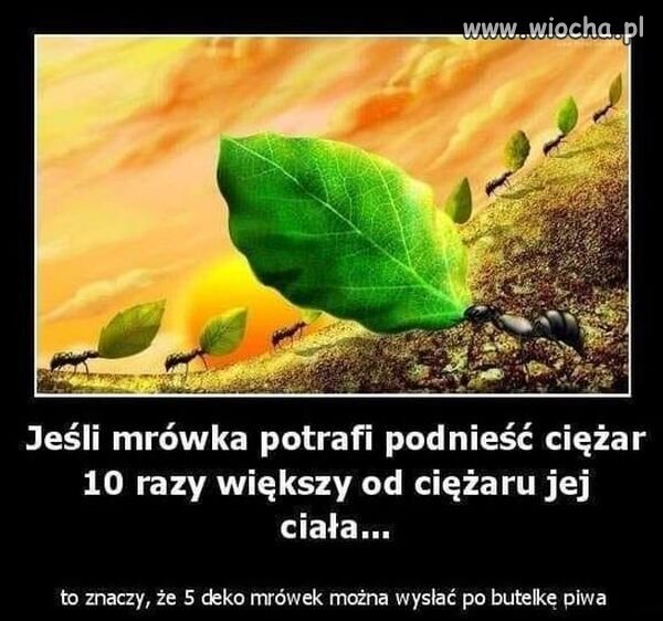 Taka ciekawostka.