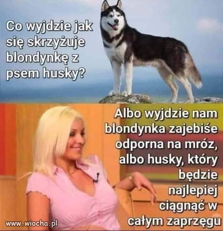Trochę śmiechu 