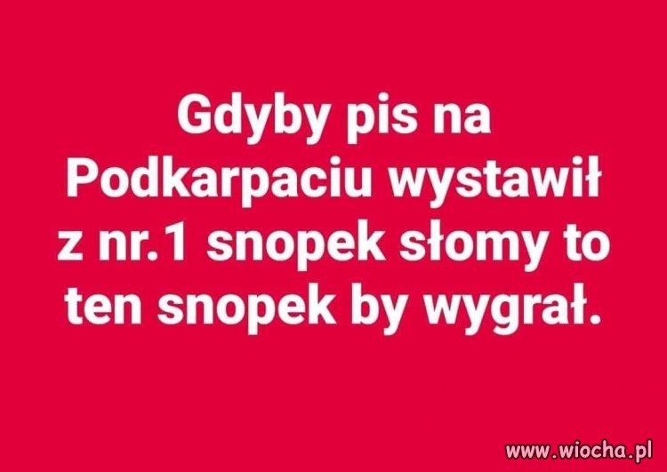 Biorąc pod uwagę intelekt, to nie widzę różnicy ..