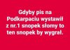 Biorąc pod uwagę intelekt, to nie widzę różnicy ..