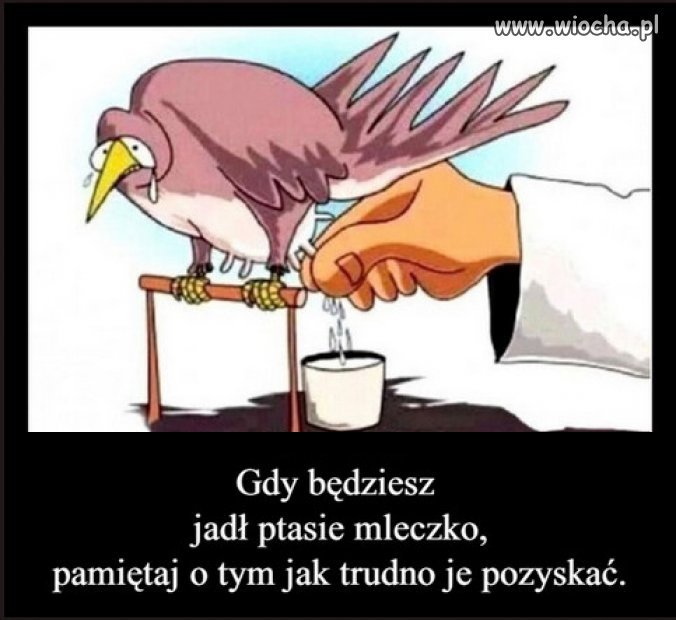 Ptasie mleczko prosto z dojarni Wedla...