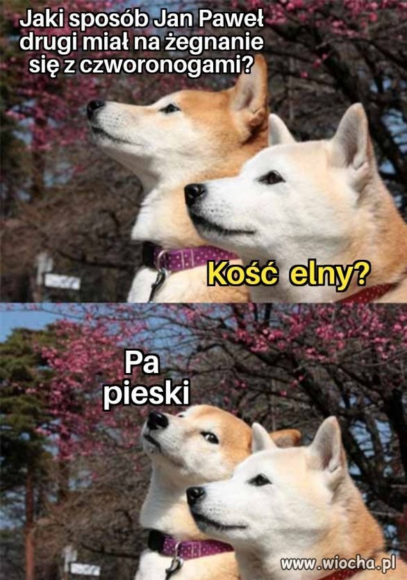Żarcik.   
