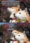 Żarcik.   