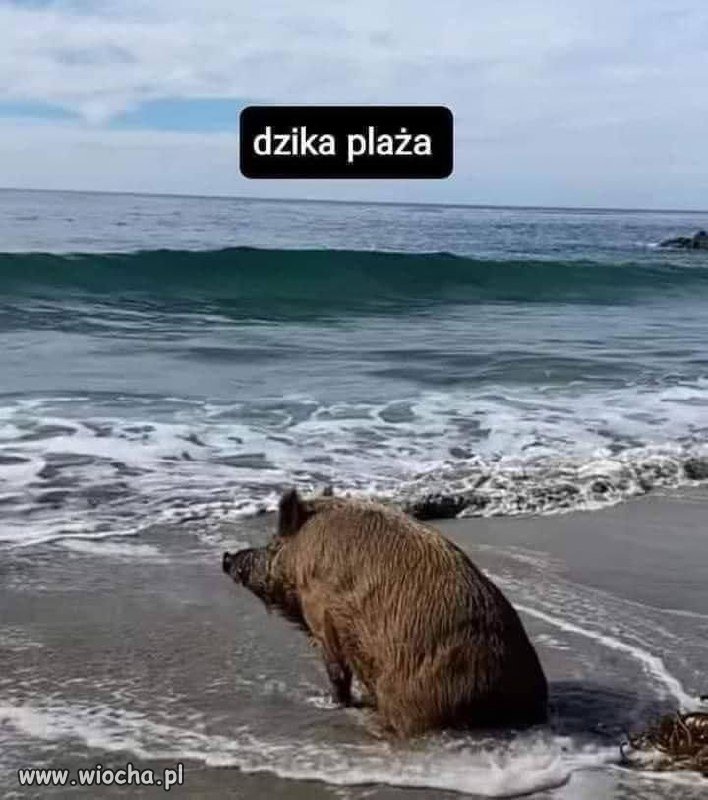 Dzika plaża 