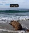 Dzika plaża 