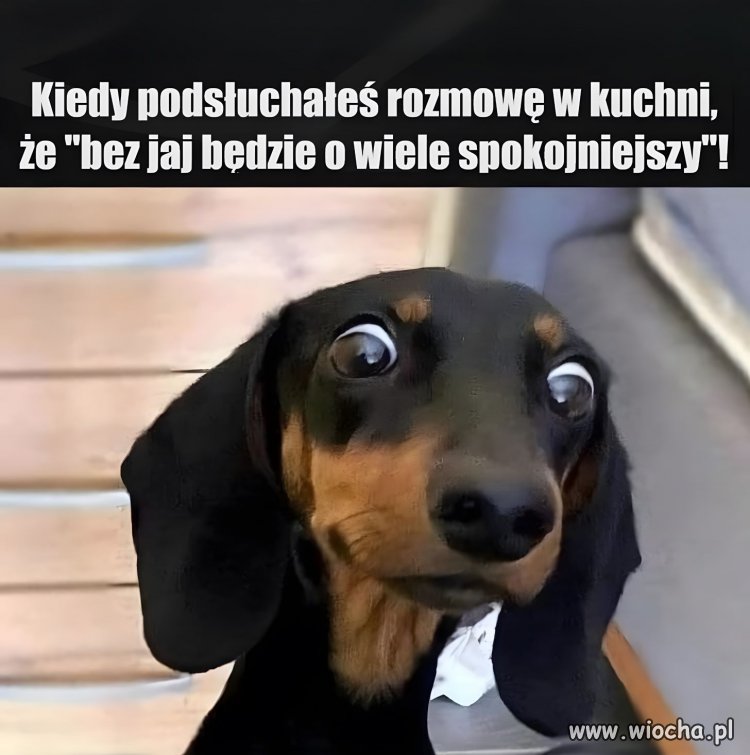 Spokojniejszy samiec