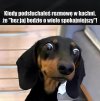 Spokojniejszy samiec