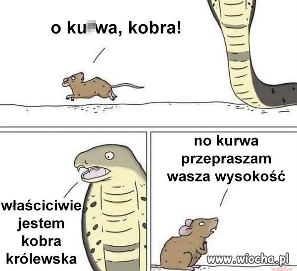 Kobra qrewska.