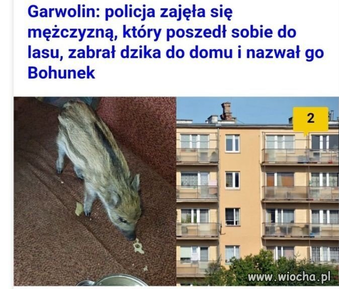 Wszystkiego zabraniają