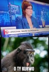 Małpki są dobre.