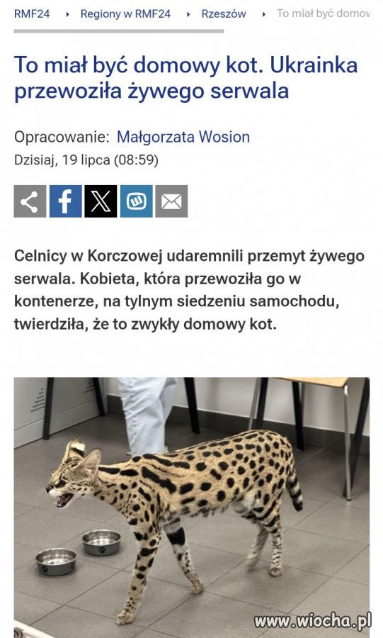Domowy kotek.