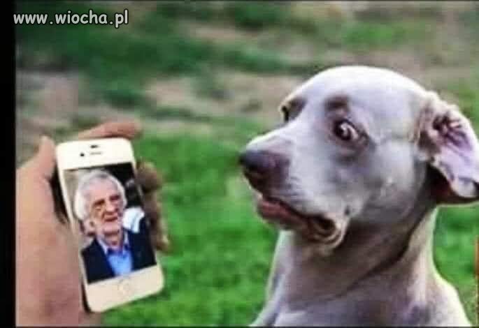 Dzień psa.