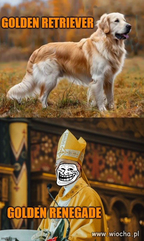 Poradnik do rozpoznawania goldenów