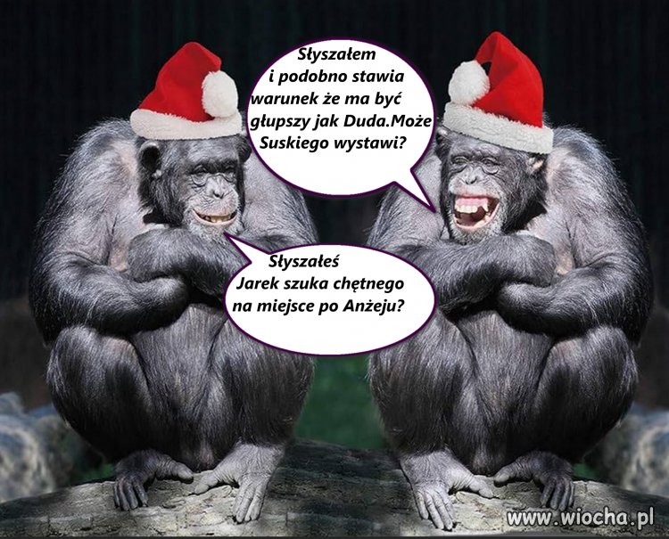 Poszukiwania
