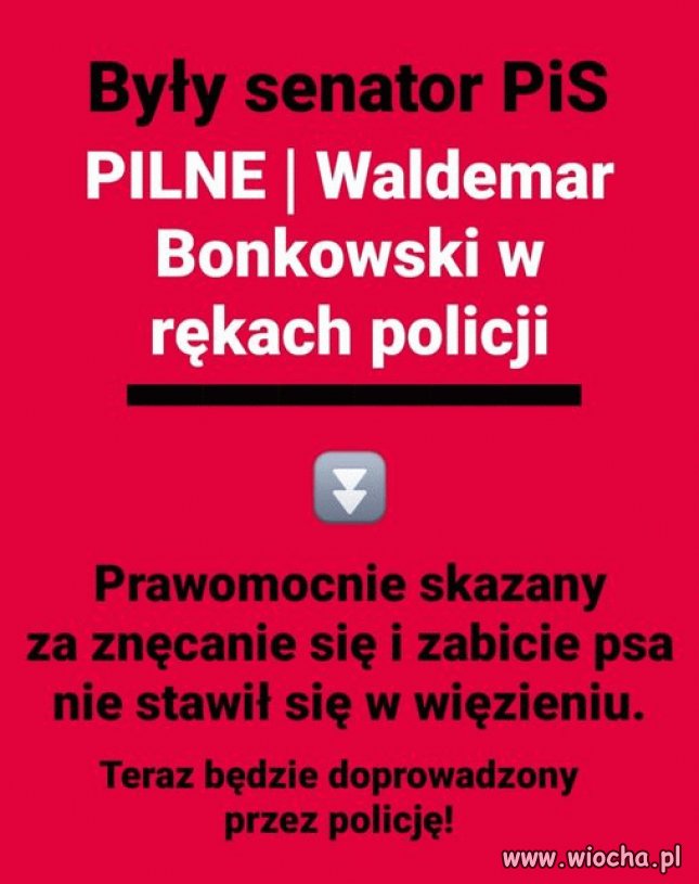 Pisowski sadysta zatrzymany