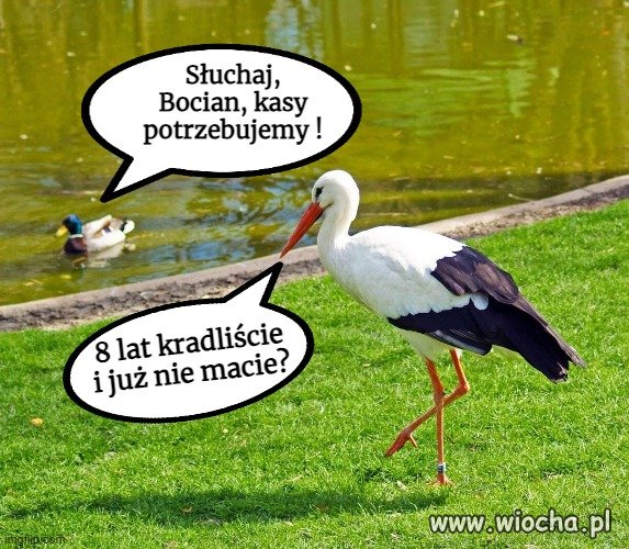Kaczor nie potrafi ogarnąć zakupów w Biedrze,