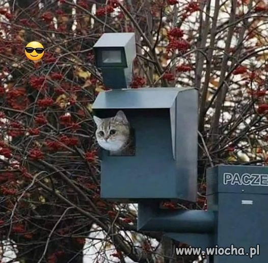 Właśnie widziałem kotecka...