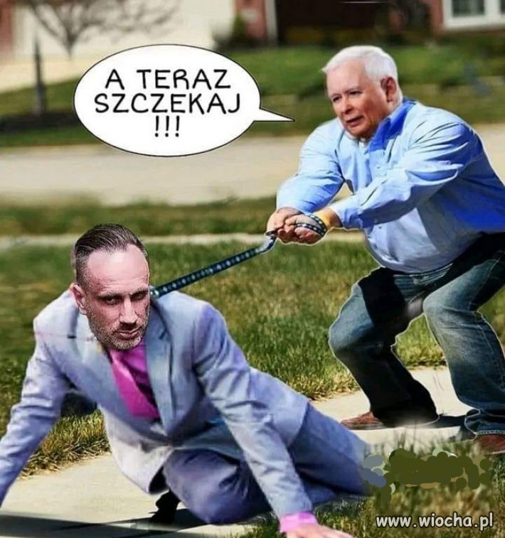 Krasnal ogrodowy i jego ratlerki...