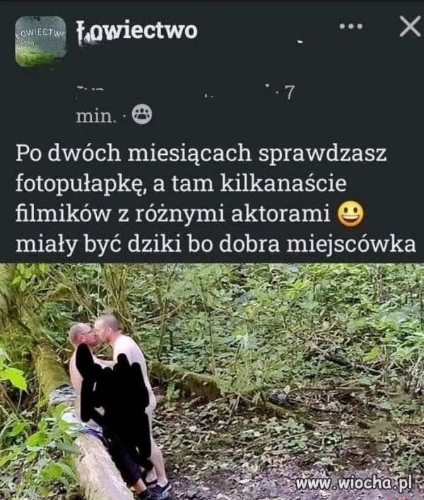 Foto pułapka i dwa dziki bawiące się żołędziami.