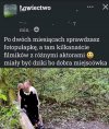Foto pułapka i dwa dziki bawiące się żołędziami.