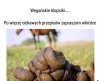 Klopsiki wegańskie.