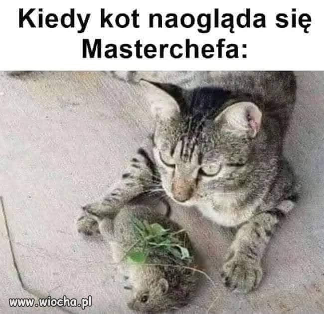 Hot Cat