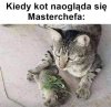 Hot Cat