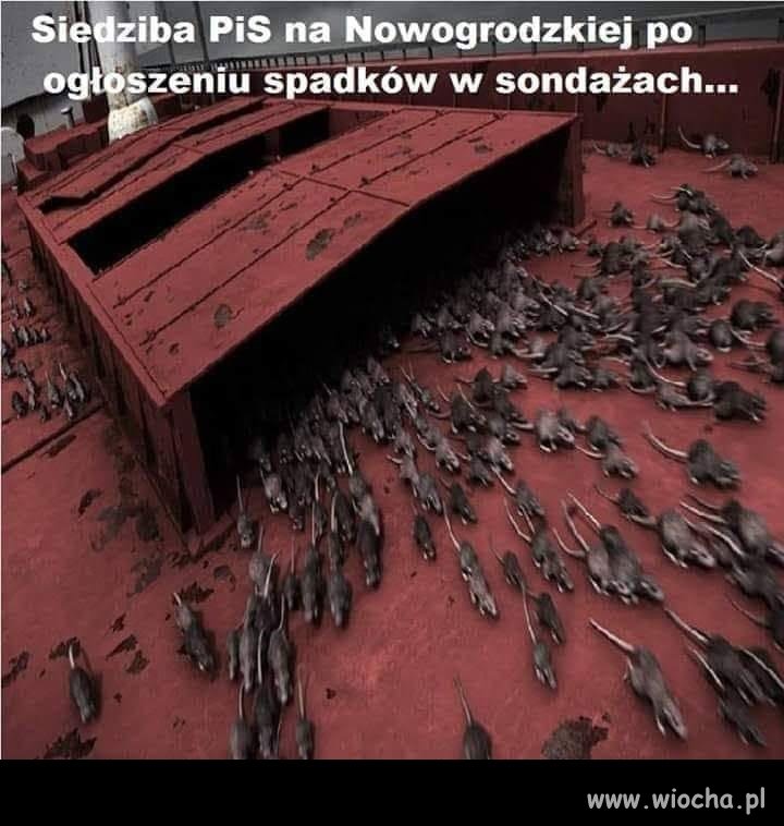 Oj, to będzie plaga szczurów w Warszawie ... 