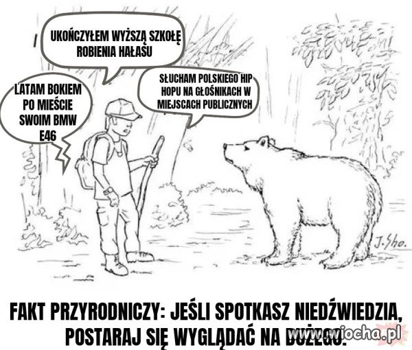 Jeśli spotykasz niedźwiedzia...