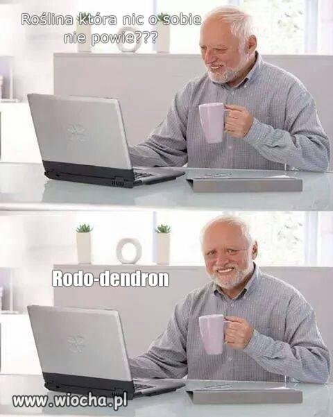 Rodos