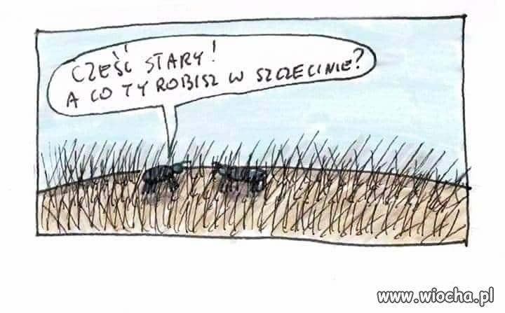 Tymczasem w szczecinie