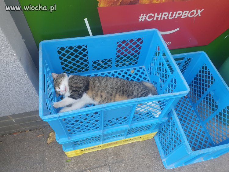 Ż***a, #CHRUPBOX