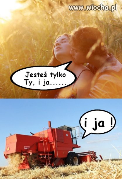 Buszujący w zbożu,