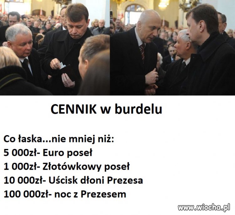 Ściepa na karmę dla kota