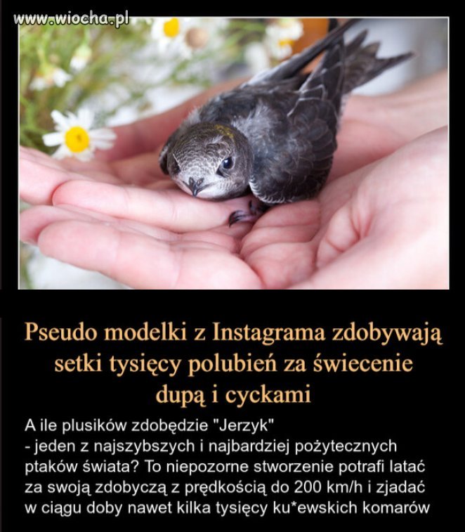 Co na to gimbusy, masturbujące się do cycków?