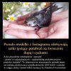 Co na to gimbusy, masturbujące się do cycków?