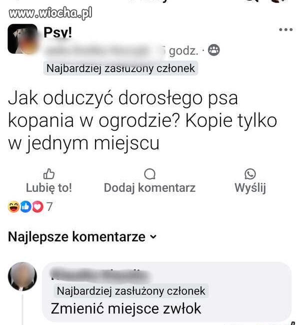 Pieseł.   