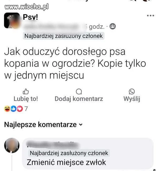 Pieseł.   