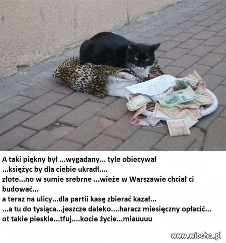 Wszystkie łapy na pokład, tonący PIS ratować