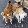 Jedzie pociąg z daleka...wersja plebaniana