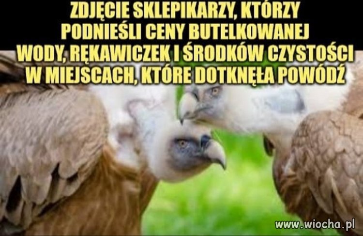 Pierdolo..  sępy