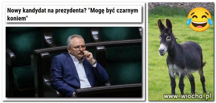 Czarny ogier