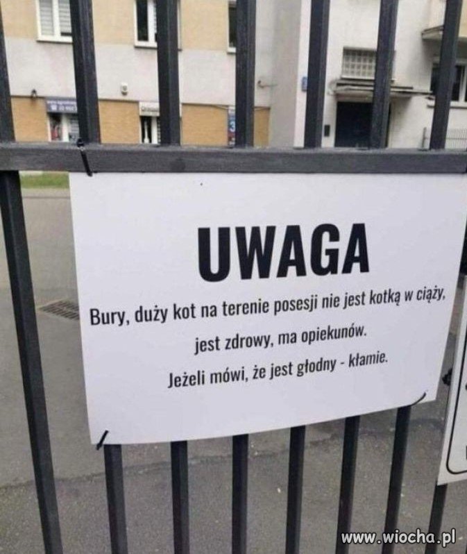 Kotek kłamczuszek