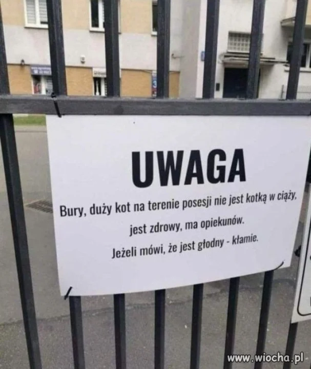 Kotek kłamczuszek