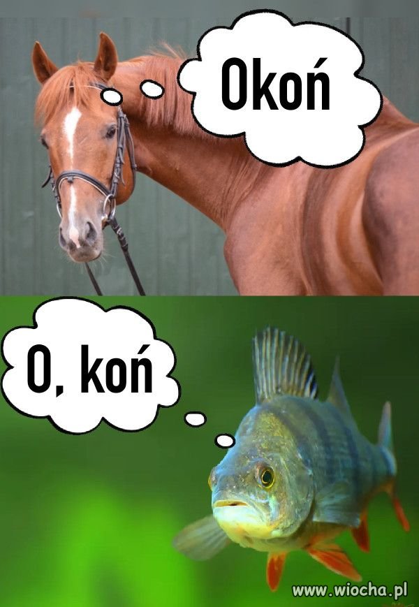 Humor bez polityki.