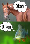 Humor bez polityki.