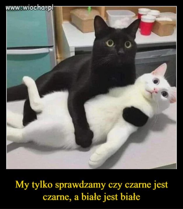 Kaczyński jak zawsze bredzi. "Żadne krzyki i płacze